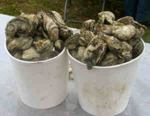 LCOysterFest-Oysters