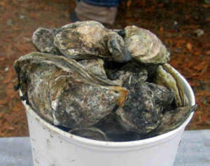 LCOysterFest-Oysters3